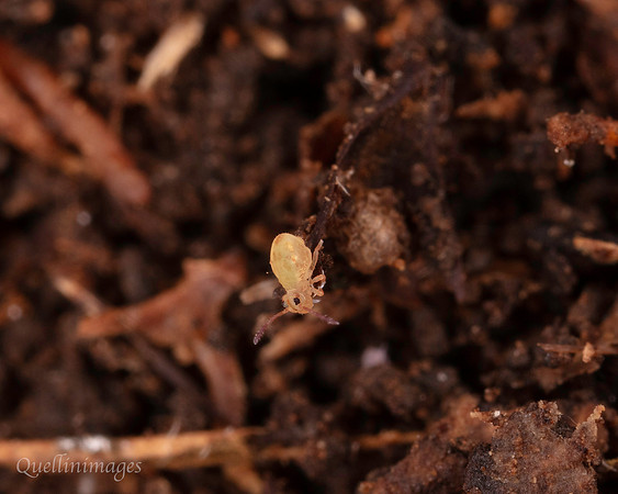 053. Springtail globular 2b 18OCT25