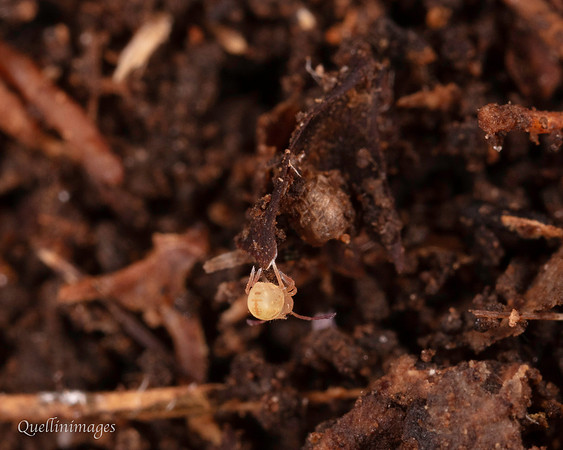 054. Springtail globular 2c 18OCT25