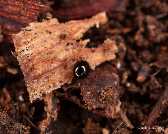 055. Oribatid mite 18OCT25