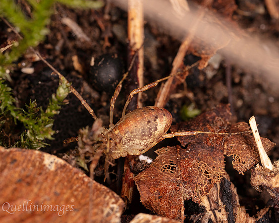 056. Harvestman 3 18OCT25