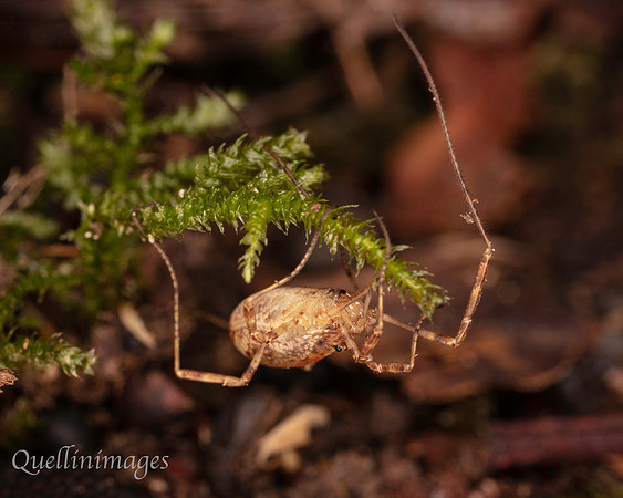 057. Harvestman 3a 18OCT25
