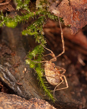059. Harvestman 3b 18OCT25