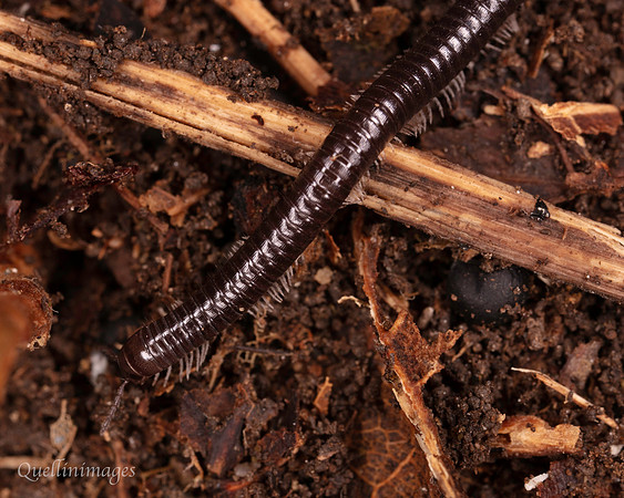 061. Tachypodoiulus niger (Millipede) 5 18OCT25
