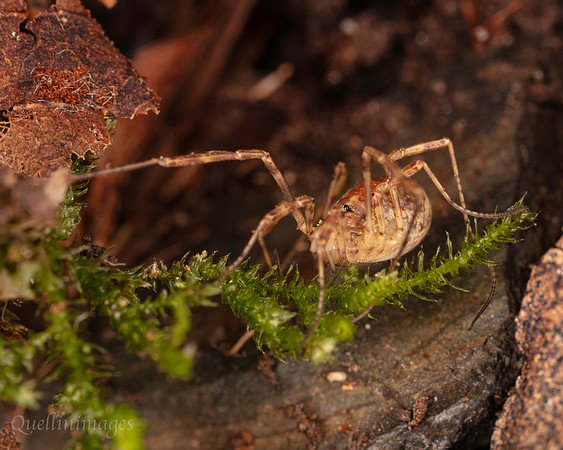 058. Harvestman 3a 18OCT25