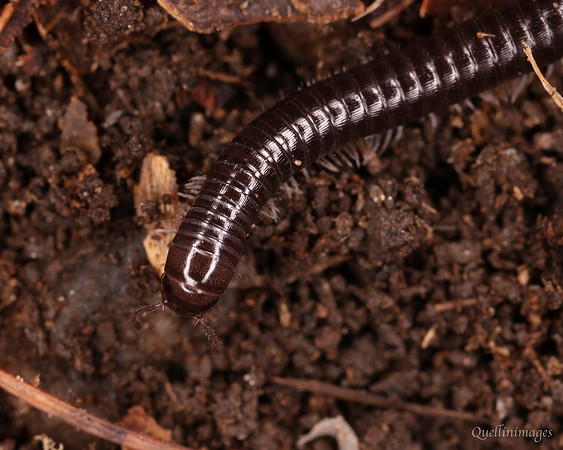 062. Millipede 5a 18OCT25