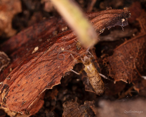 060. Poss: Pogonognathellus longicornis (Springtail) 1 18OCT25