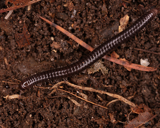 063. Millipede 5b 18OCT25