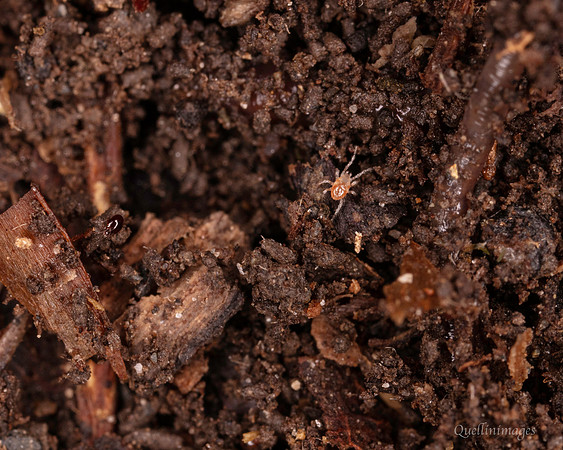 064. Mites 18OCT25