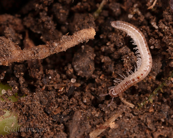 065. Millipede 6 18OCT25