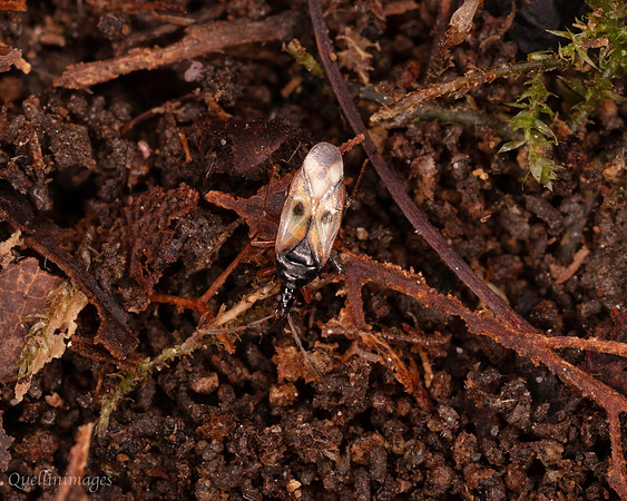 066. Plant bug V small 18OCT25