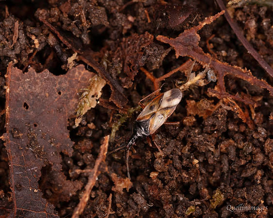 066. Plant bug V small a 18OCT25