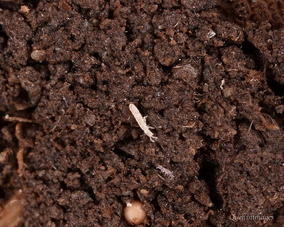 068. Springtail 2 18OCT25
