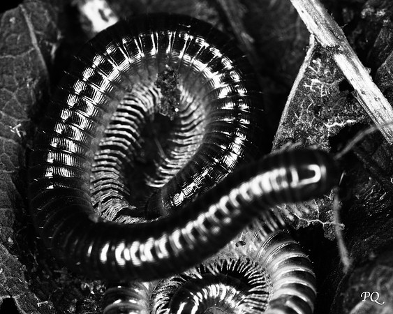 Millipede art
