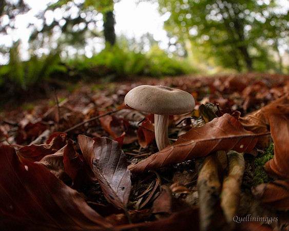 Fungi 2