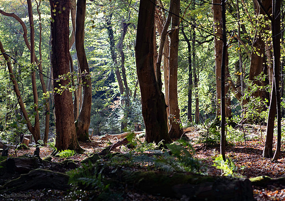 Treeline