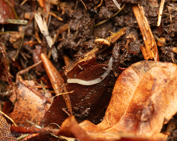 009. V small worm Gov. Hse. 19OCT24