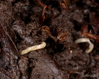 001. Worm 1 22NOV25