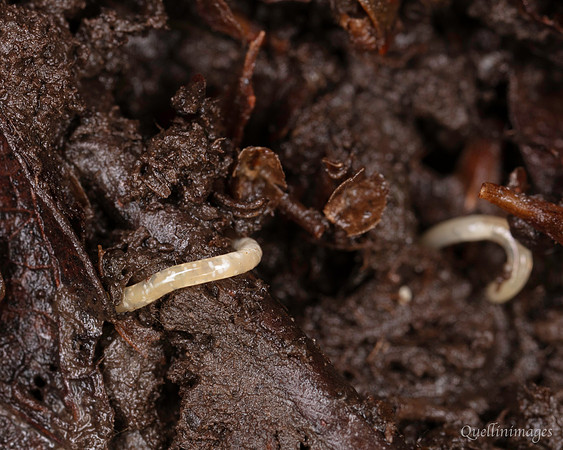 001. Worm 1 22NOV25