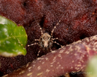 007. Harvestman Megabunus diadema poss 3 22NOV25