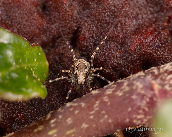 007. Harvestman Megabunus diadema poss 3 22NOV25