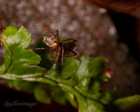 003. Parasitised spider poss. Tenuiphantes sp or Lepthyphantes sp.2 22NOV25