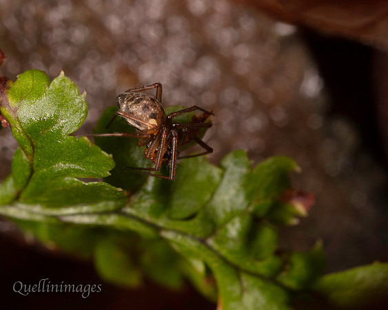 003. Parasitised spider poss. Tenuiphantes sp or Lepthyphantes sp.2 22NOV25