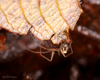 002. Parasitised spider poss Tenuiphantes sp or Lepthyphantes sp.01 22NOV25