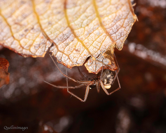 002. Parasitised spider poss Tenuiphantes sp or Lepthyphantes sp.01 22NOV25