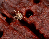 005. Harvestman Megabunus diadema poss 1 22NOV25