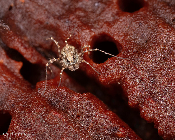 005. Harvestman Megabunus diadema poss 1 22NOV25