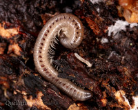 009. Snake Millipede 1 22NOV25