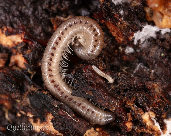 009. Snake Millipede 1 22NOV25
