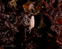 011. Springtail 2 22NOV25