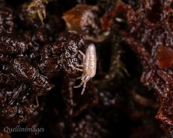 011. Springtail 2 22NOV25