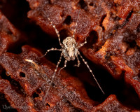 008. Harvestman Megabunus diadema poss 3 22NOV25