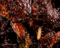 010. Springtail 1a 22NOV25