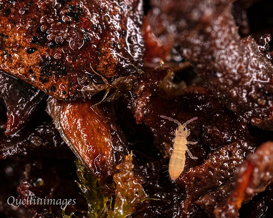 010. Springtail 1a 22NOV25