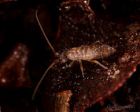012. Springtail 3 22NOV25