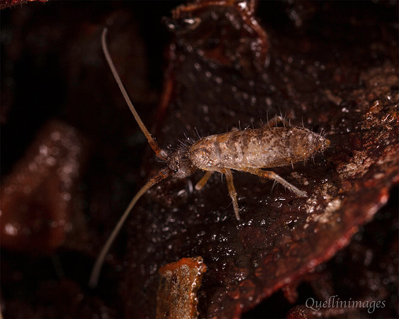 012. Springtail 3 22NOV25