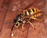 013. Likely Paravespula vulgaris 1 22NOV25