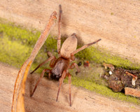 015. Sac spider Clubiona sp. 2 22NOV25