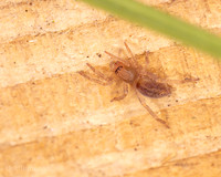 014. Sac spider poss. Clubonia comta 1 22NOV25