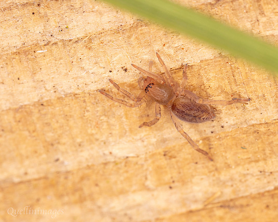 014. Sac spider poss. Clubonia comta 1 22NOV25