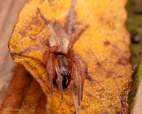 016. Sac spider Clubiona sp. 2a 22NOV25