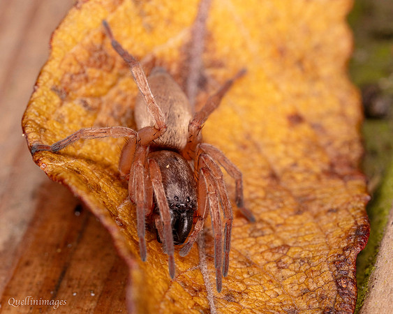 016. Sac spider Clubiona sp. 2a 22NOV25