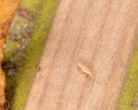 016. Springtail 4 22NOV25