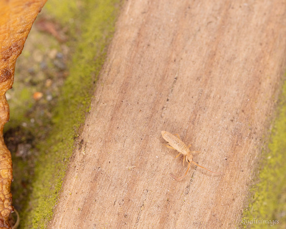 016. Springtail 4 22NOV25