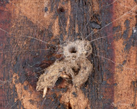 018. Web entrance Segestria sp. 1 22NOV25