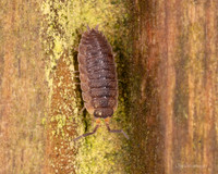 019. Porcellio scaber 1 22NOV25