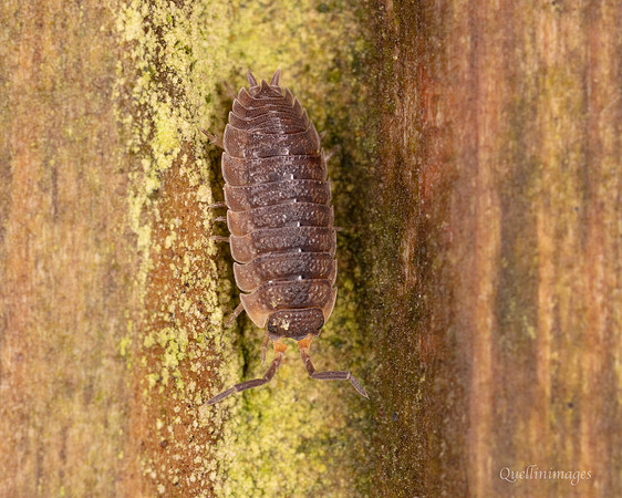 019. Porcellio scaber 1 22NOV25